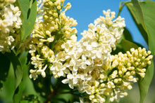 Load image into Gallery viewer, Primrose French Lilac