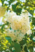 Load image into Gallery viewer, Primrose French Lilac