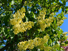 Load image into Gallery viewer, Primrose French Lilac