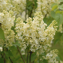 Load image into Gallery viewer, Primrose French Lilac