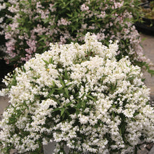 Load image into Gallery viewer, Yuki Snowflake® Deutzia