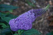 Load image into Gallery viewer, Pugster® Amethyst Butterfly Bush