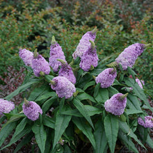 Load image into Gallery viewer, Pugster® Amethyst Butterfly Bush