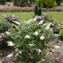Load image into Gallery viewer, Pugster White® Butterfly Bush