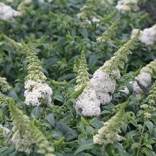 Load image into Gallery viewer, Pugster White® Butterfly Bush