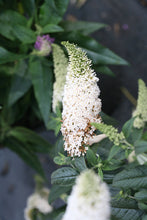 Load image into Gallery viewer, Pugster White® Butterfly Bush