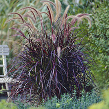 Load image into Gallery viewer, Purple Fountain Grass