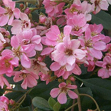 Load image into Gallery viewer, Indian Hawthorn 'Pink Lady'