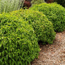 Load image into Gallery viewer, Dwarf Kelseyi Dogwood