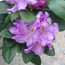 Load image into Gallery viewer, Rhododendron Minnetonka