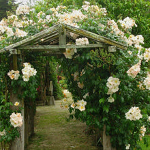 Load image into Gallery viewer, Sally Holmes Climbing Rose