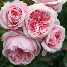 Load image into Gallery viewer, Kiss Me Kate Arborose® Climbing Rose
