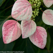 Load image into Gallery viewer, Rose Sensation™ False Hydrangea-Vine