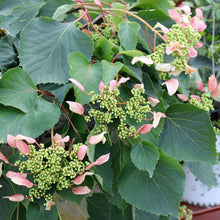 Load image into Gallery viewer, Rose Sensation™ False Hydrangea-Vine