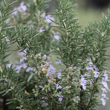 Load image into Gallery viewer, Creeping Rosemary