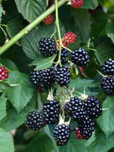 Load image into Gallery viewer, Chester Thornless Blackberry