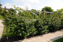 Load image into Gallery viewer, Chester Thornless Blackberry