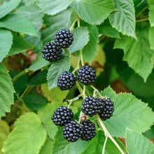 Load image into Gallery viewer, Chester Thornless Blackberry
