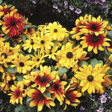 Load image into Gallery viewer, Black Eyed Susan