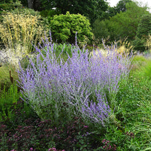 Load image into Gallery viewer, Russian Sage ‘Little Spire’