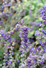 Load image into Gallery viewer, Russian Sage ‘Little Spire’