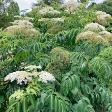 Load image into Gallery viewer, York Elderberry