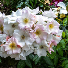 Load image into Gallery viewer, Sally Holmes Climbing Rose