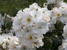Load image into Gallery viewer, Sally Holmes Climbing Rose