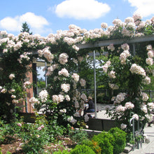 Load image into Gallery viewer, Sally Holmes Climbing Rose