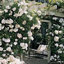 Load image into Gallery viewer, Sally Holmes Climbing Rose