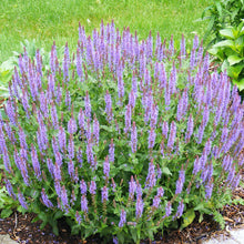 Load image into Gallery viewer, Salvia 'New Dimension Blue'