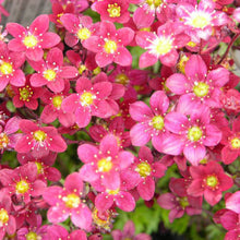 Load image into Gallery viewer, Saxifraga 'Highlander Red'