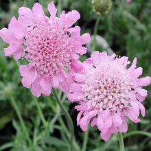 Load image into Gallery viewer, Pink Mist Pincushion Flower