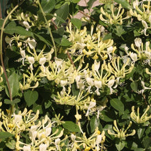Load image into Gallery viewer, Scentsation' Honeysuckle