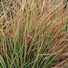 Load image into Gallery viewer, Little Bluestem 'Blaze'