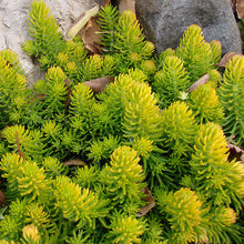 Load image into Gallery viewer, Sedum 'Angelina'