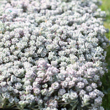 Load image into Gallery viewer, Sedum 'Cape Blanco'