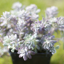 Load image into Gallery viewer, Sedum 'Carnea'