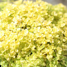 Load image into Gallery viewer, Sedum 'Ogon'