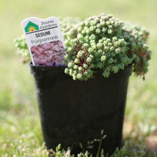 Load image into Gallery viewer, Sedum 'Purpureum'