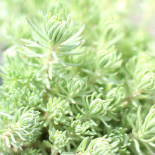 Load image into Gallery viewer, Sedum 'Silver Stone'