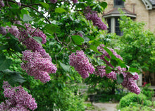 Load image into Gallery viewer, Sensation French Lilac