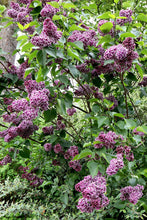 Load image into Gallery viewer, Sensation French Lilac