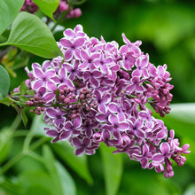 Load image into Gallery viewer, Sensation French Lilac