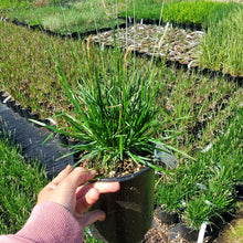 Load image into Gallery viewer, Sesleria ‘Green Lee’