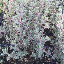 Load image into Gallery viewer, Silver Thyme