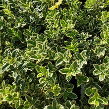 Load image into Gallery viewer, Euonymus ‘Silver King’