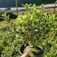 Load image into Gallery viewer, Euonymus ‘Silver King’