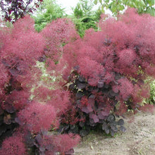 Load image into Gallery viewer, Royal Purple Smoke Tree