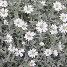 Load image into Gallery viewer, Snow in Summer